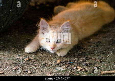 Vue en grand angle d'un chaton de couleur orange couché sur le sol sale et regardant vers l'appareil photo. Banque D'Images