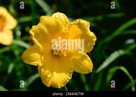 Un gros plan d'un jaune Stella de Oro Daylily couvert de gouttes d'eau, entouré d'un feuillage vert dans le jardin par une journée ensoleillée Banque D'Images