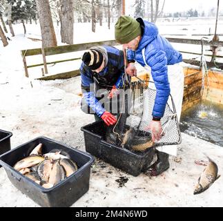 Les pêcheurs attrapent des carpes pour vendre quelques jours à Noël. A Staniatki, près de Cracovie, des religieuses du monastère bénédictin vendent des carpes. Les carpes sont une tradition en Pologne lorsqu'ils sont servis le soir de Noël. Banque D'Images