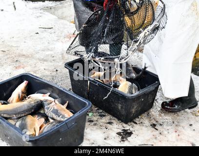 Les pêcheurs attrapent des carpes pour vendre quelques jours à Noël. A Staniatki, près de Cracovie, des religieuses du monastère bénédictin vendent des carpes. Les carpes sont une tradition en Pologne lorsqu'ils sont servis le soir de Noël. Banque D'Images