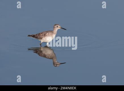 la ponceuse à bois est une petite wader. Cette espèce eurasienne est la plus petite des tiges, qui sont des méchantes à pattes longues de taille moyenne de la famille des scolopacida Banque D'Images