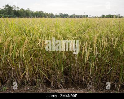 Gros plan du riz rip dans le champ de paddy près de la récolte, ferme biologique de l'agriculteur thaïlandais dans le village rural, vue de face pour le backgrou Banque D'Images