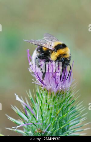 Gros plan vertical naturel sur un grand jardin Bumble Bee, Bombus ruderatus assis sur une fleur de chardon violet Banque D'Images