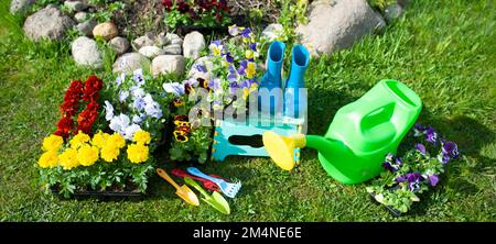 Concept élégant de jardinage, planification de plantation, floriculture. Fleurs jaune vif et rouge, bottes en caoutchouc et arrosoir Banque D'Images