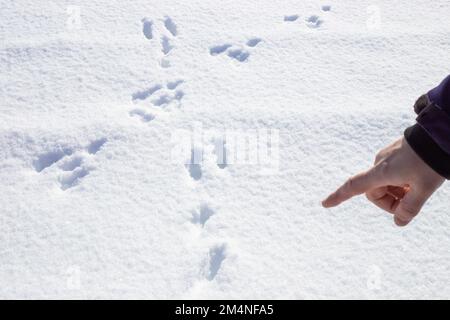 Empreintes de pas de lièvre dans la neige blanche et moelleuse, signalées par la main d'un homme. Banque D'Images