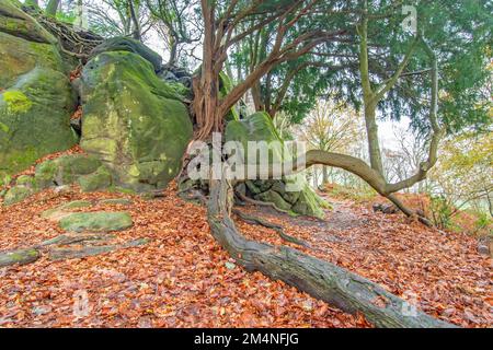 Les arbres qui poussent des roches de grès anciennes à travers le sentier parsemé de feuilles dans le Sussex en Angleterre, le jour de l'automne Banque D'Images