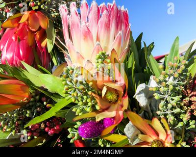 Protea - gros plan Banque D'Images