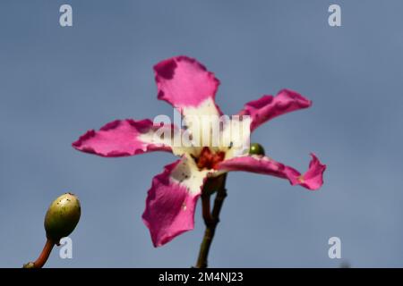 La fleur rose et blanche particulière du kapok Banque D'Images