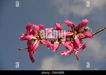 La fleur rose et blanche particulière du kapok Banque D'Images