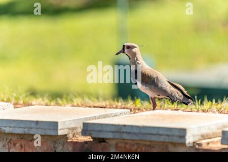 vanellus chilensis dans le parc de la ville Banque D'Images