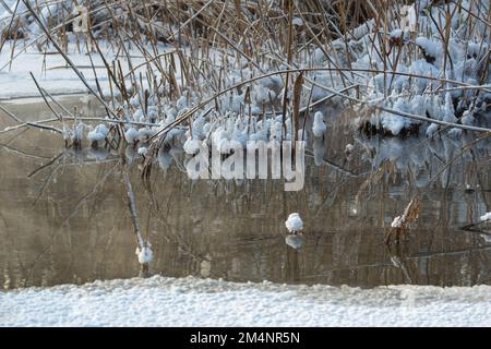 Paysage d'hiver d'un lac de rivière pas complètement couvert de glace en plein soleil. Le dégel. Northern Winter Calm River avec roseaux d'herbe recouverts de givre Banque D'Images