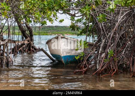 Un bateau blanc et bleu rouillé est amarré aux mangroves sur la rive de St. Joris Bay à l'île des caraïbes Curaçao. Banque D'Images