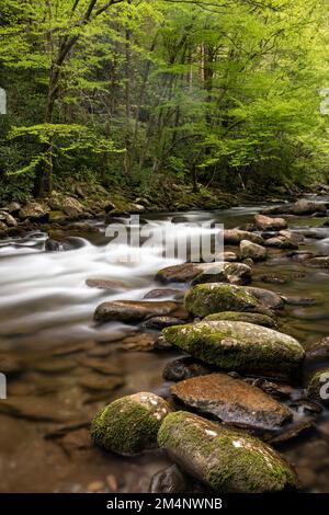 TN00135-00....Tennessee -Middle Prong of the Little River, parc national des Great Smoky Mountains. Banque D'Images