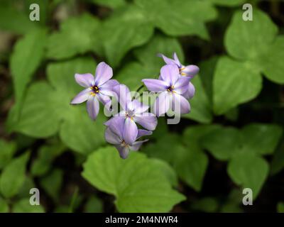 TN00142-00....Tennessee - couverture détaillée du phlox rampant, Phlox subulata, dans le parc national des Great Smoky Mountains. Banque D'Images