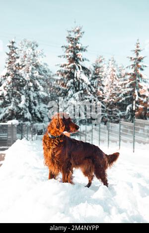 Active Happy dog Irish Setter jouant dans la neige sur la nature près de la maison à la neige ensoleillée. Amitié et amour Banque D'Images