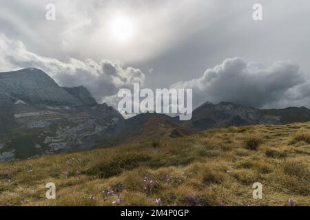 Magnifique paysage de montagne avec pic massif de taillon et pré aux fleurs violettes dans les Pyrénées, Col de Tentes, Nouvelle-Aquitaine, France Banque D'Images