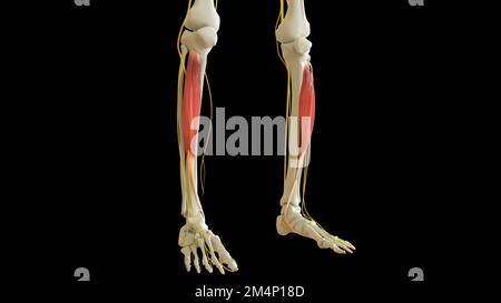 Tibialis Anterior muscle Anterior Anterior Anatomy pour l'illustration médicale concept 3D Banque D'Images