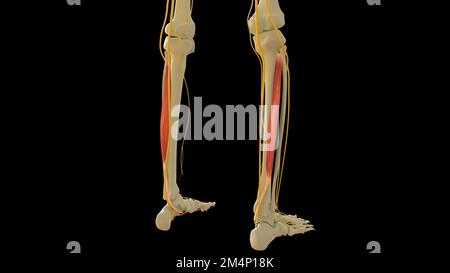 Tibialis anatomie du muscle postérieur pour l'illustration du concept médical 3D Banque D'Images