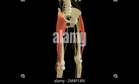 Anatomie musculaire du tenseur Fasciae latae pour l'illustration du concept médical 3D Banque D'Images