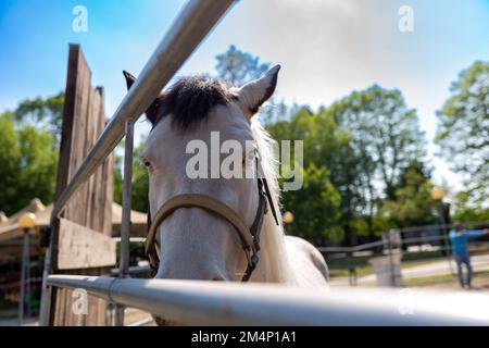 Un beau cheval blanc avec des yeux de couleur ciel. Banque D'Images