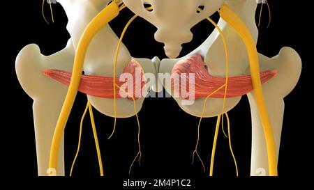 Anatomie musculaire interne de l'obturateur pour l'illustration du concept médical 3D Banque D'Images