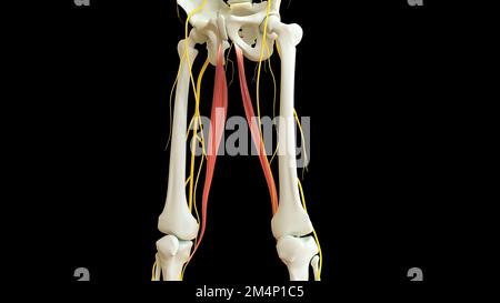 L'anatomie du muscle gracilis pour l'illustration du concept médical 3D Banque D'Images