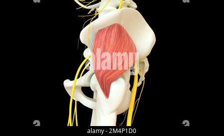 Anatomie musculaire de glutaeus Minimus pour l'illustration du concept médical 3D Banque D'Images