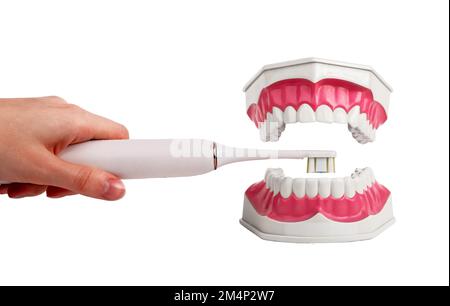 Brossage, nettoyage des dents modèle à mâchoire avec brosse à dents électrique isolée sur fond blanc. Concept d'hygiène dentaire orale. Photo de haute qualité Banque D'Images