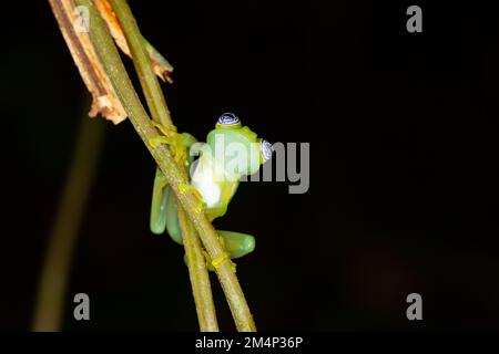 Gros plan d'une grenouille fantôme de Glas (Sachatamia ilex) Banque D'Images