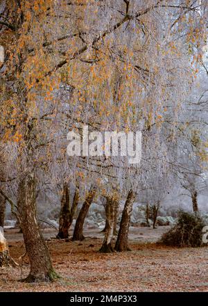 Bouleau à argent congelé avec quelques feuilles dorées encore attachées aux branches blanches de la chute automnale contre le fond blanc gelé. Banque D'Images
