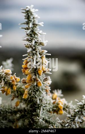 Gros plan du Bush de gorge gelé en fleur pendant la glace froide. Banque D'Images