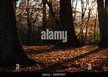 Un fond de forêt d'automne recouvert de feuilles orange avec le soleil couchant mettant en valeur la couleur d'automne profonde. Banque D'Images