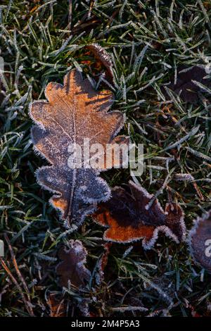 Les feuilles de chêne surgelées se trouvent sur le fond de la forêt du New Forest Hampshire, prises d'en haut Banque D'Images