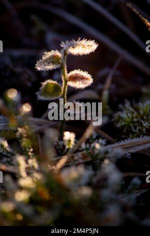Une jeune plante délicate prise dans la lumière du soleil avec des cristaux de glace formés sur les feuilles sur le fond de la forêt de la Nouvelle forêt. Banque D'Images