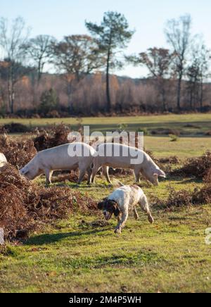 Un chien de travail bien formé et des porcs bien élevés coexistent heureusement pendant les saisons de pannage dans le New Forest Hampshire Royaume-Uni Banque D'Images