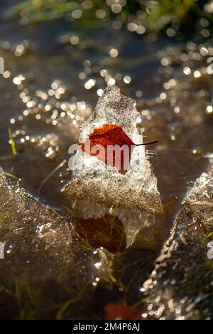 Une feuille d'orange congelée dans une glace de merde rétro-éclairée par la lumière du soleil se tenait en cours d'eau dans le New Forest Hampshire Royaume-Uni Banque D'Images