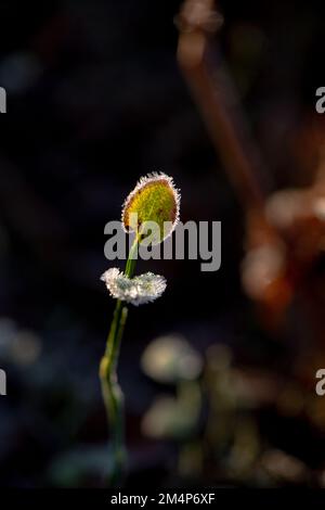 Une jeune plante délicate prise dans la lumière du soleil avec des cristaux de glace formés sur les feuilles sur le fond de la forêt de la Nouvelle forêt. Banque D'Images