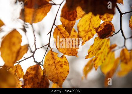 Gros plan sur les feuilles automnales dans le New Forest Hampshire avec le soleil qui brille à travers montrant les tons orange automnaux. Banque D'Images