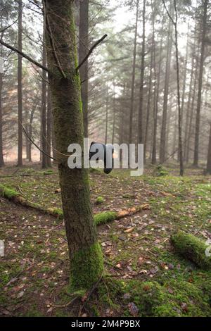 Scène inhabituelle d'une chaussure unique gauche sur une branche au milieu de la forêt New Hampshire Angleterre. Banque D'Images