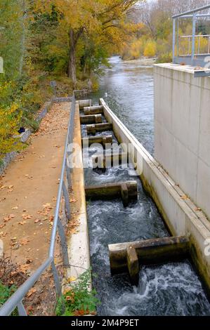 Carca Aude France 12.8.22 échelle à poissons. Écoulement rapide de l'eau à travers un canal de béton. Les piers en forme de T ralentissent le débit. Grande rivière bordée d'arbres b Banque D'Images