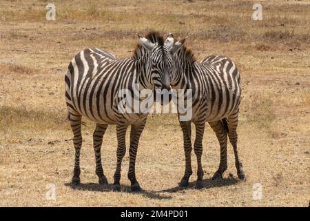Deux zèbres se tenant les uns près des autres et 'mettant leur tête ensemble' dans la savane tanzanienne. Banque D'Images