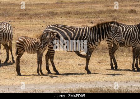 Un poulain zébré à côté de sa mère dans la savane africaine en Tanzanie, un jour ensoleillé. Banque D'Images