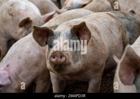 Porcs-sus scrofa domesticus Banque D'Images