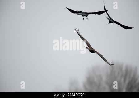 Steppe Buzz (Buteo buteo), est chassé par deux corneilles de carrion (Corvus corone), Oejendorfer See, Hambourg, Allemagne Banque D'Images