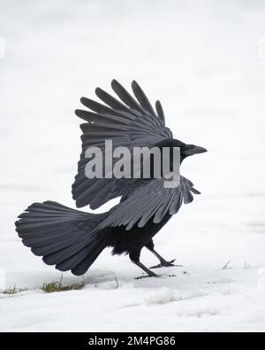 Corbeau de carrion (Corvus corone), en hiver au lac Oejendorf, Hambourg, Allemagne Banque D'Images