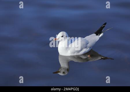 Tête noire Gull à tête noire (Chericocephalus ridibundus), baignade sur le lac avec réflexion, Chiemsee, Bavière, Allemagne Banque D'Images