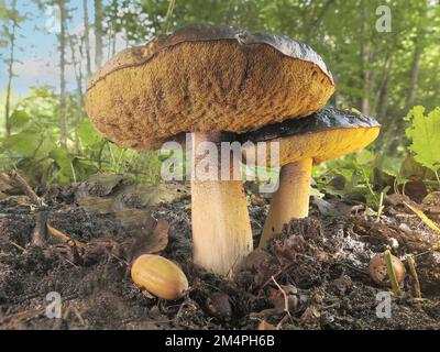 Boléte de roi (Boletus edulis) champignon surmûr poussant sous des chênes en automne, Rhénanie-du-Nord-Westphalie, Allemagne Banque D'Images