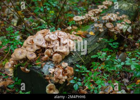 Champignons sur une bûche déchue: Hypholoma fasciculare, communément connu sous le nom de tuft de soufre ou de mélomane en grappes: West Walk, Forest of Bere, Hampshire, UK Banque D'Images