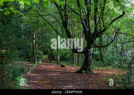 Un chemin boisé dans West Walk, Forest of Bere, Hampshire, Royaume-Uni au début de l'automne Banque D'Images