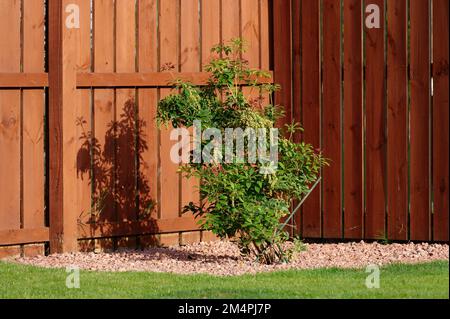 Arbuste de la forêt flamboyante de Pieris fraîchement planté dans le jardin Banque D'Images